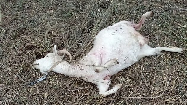 Бродячие собаки загрызли козу и козлёнка в новосибирском посёлке
