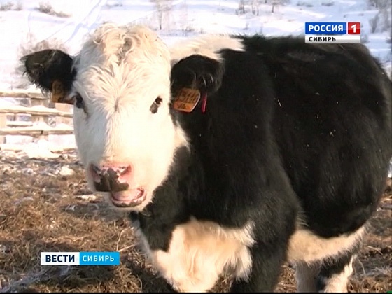 Крс 11. В приюте дефицит корма.