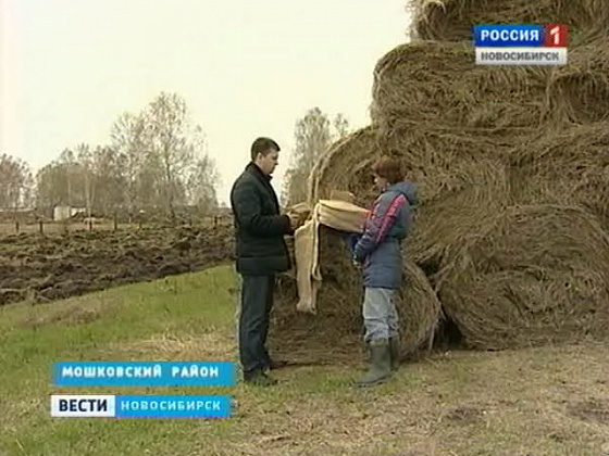 В Новосибирской области началась уборка текстильной конопли