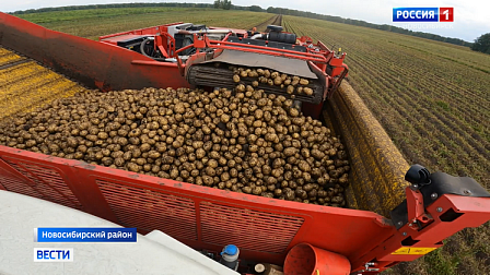 Новосибирские аграрии вышли в поля на уборку картофеля
