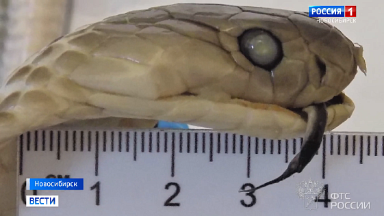 Новосибирские таможенники показали самые необычные изъятые предметы в аэропорту