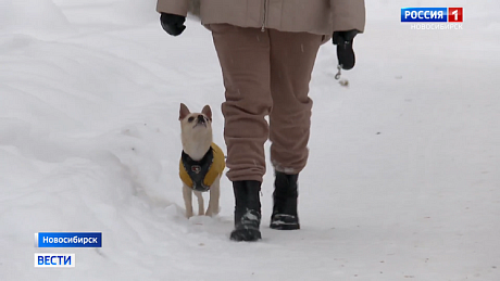 ВЕСТИ Новосибирск