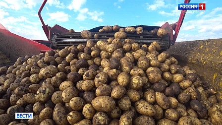 Новосибирские аграрии дали неблагоприятный прогноз на урожай картофеля
