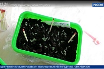 «Дача»: выращивание земляники