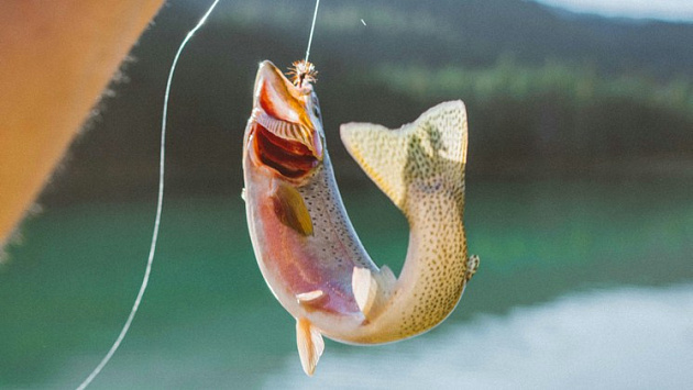 Новосибирский суд приговорил к условным срокам двоих рыбных браконьеров