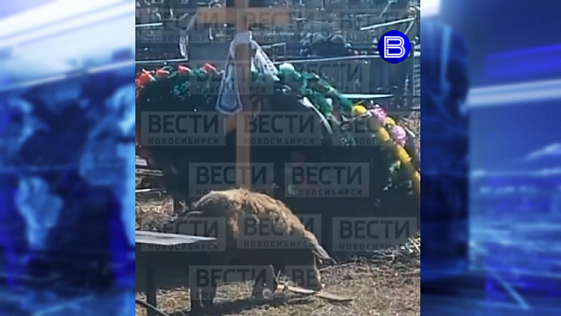 В новосибирском селе свиньи-вандалы разгромили местное кладбище