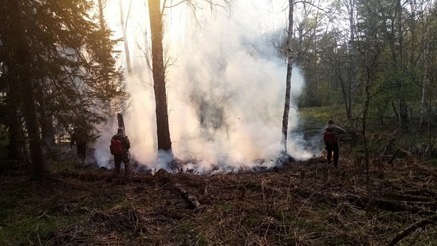 В пяти районах Новосибирской области ожидается высокая пожароопасность из-за жары и ветра