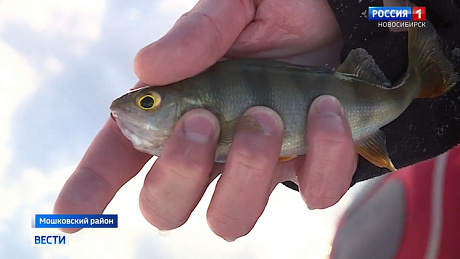 ВЕСТИ Новосибирск