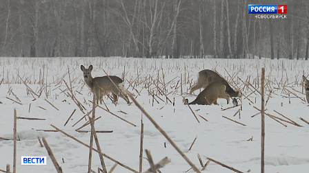 Огромное стадо косуль начало пастись на неубранном поле в Новосибирской области