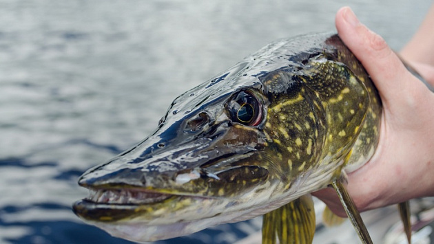 Везучий новосибирский рыбак похвастался хорошим уловом крупных щук
