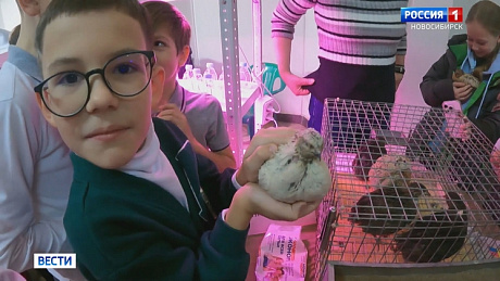 ВЕСТИ Новосибирск