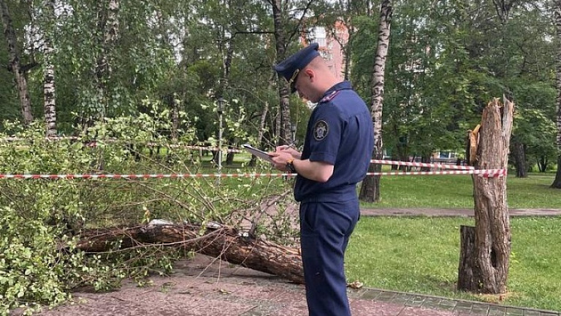 Детский омбудсмен взяла на контроль инцидент с упавшим на ребенка деревом в Новосибирске