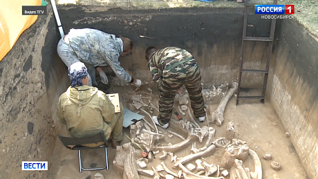 ВЕСТИ Новосибирск