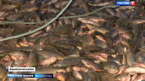 Новосибирские промышленные рыболовы наловили более 800 тонн рыбы в 2023 году