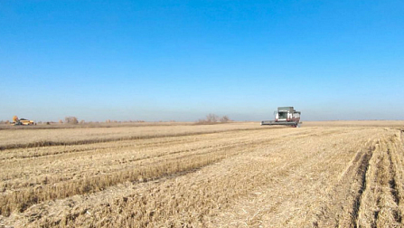 Новосибирские аграрии впервые за десять лет намолотили три миллиона тонн зерна 