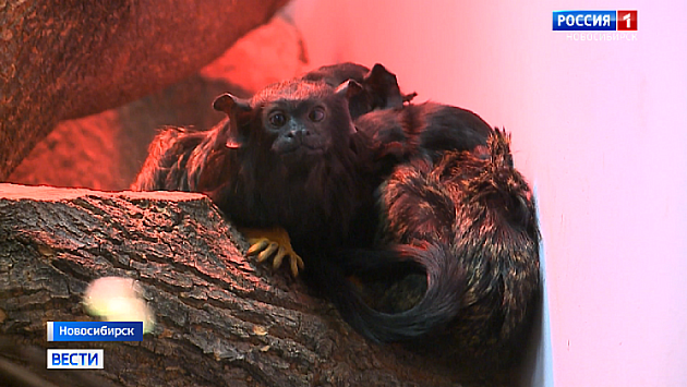 Зоопарк Новосибирска станет бесплатным для пенсионеров и инвалидов с 6 октября