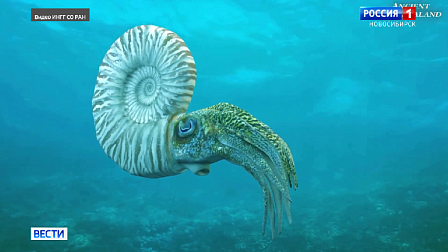 Уникальных моллюсков Юрского периода обнаружили в Якутии новосибирские учёные