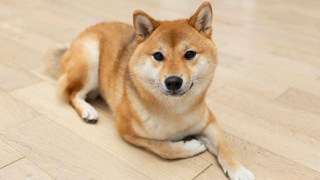 В Новосибирске выставили на продажу щенка породы сиба-ину за 180 тысяч рублей