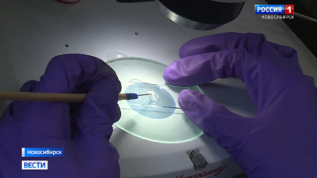 СКИФ помог новосибирским учёным улучшить препарат для лечения оспы