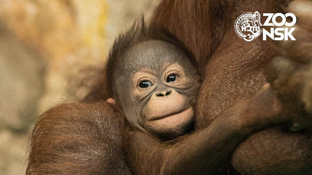 Дочке орангутанов из новосибирского зоопарка выбрали имя