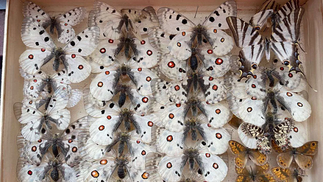 В Новосибирске продают коллекцию краснокнижных бабочек за 300 тысяч рублей