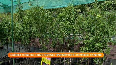 ВЕСТИ Новосибирск