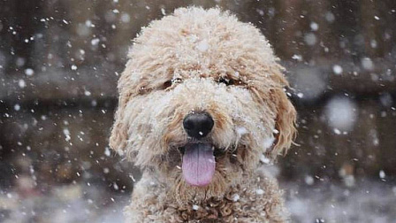 В Новосибирской области продолжится снегопад в выходные 8 и 9 ноября