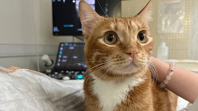 В Новосибирске ветеринары спасли проглотившего два метра ниток кота