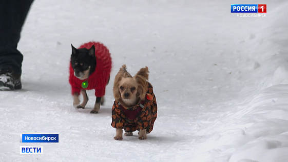 Тёплую новогоднюю ночь пообещали синоптики жителям Новосибирской области