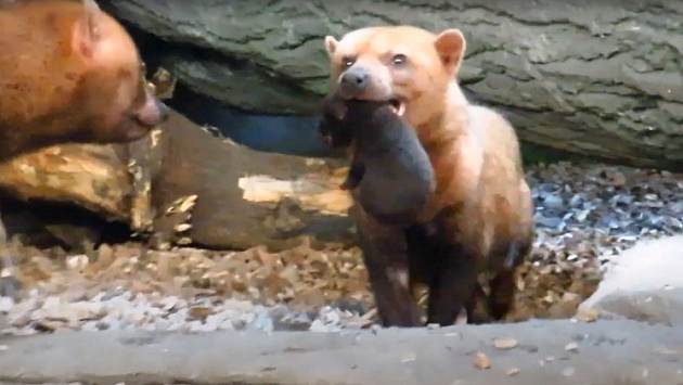 В Новосибирском зоопарке у кустарниковых собак родились щенки 