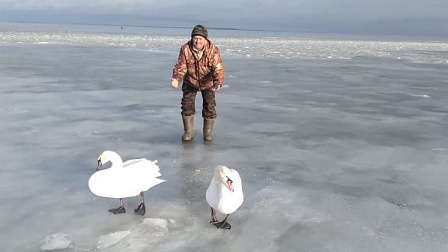 Под Новосибирском нашли двух пропавших лебедей из села Быстровка