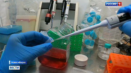 ВЕСТИ Новосибирск