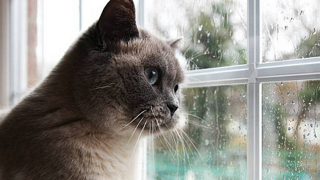 Новосибирцев ждет теплая и дождливая погода на рабочей неделе с 12 по 16 мая