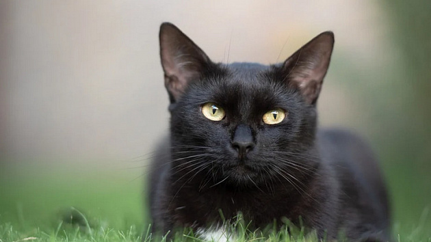 В Новосибирске в преддверии Хэллоуина злоумышленники сожгли чёрную кошку