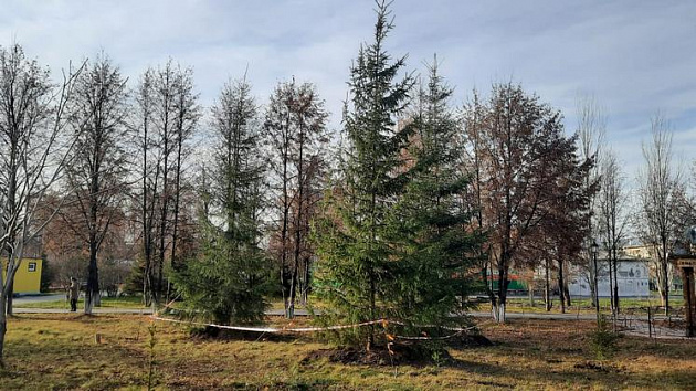В Новосибирской области по нацпроекту появилось более 100 зелёных зон в 2021 году