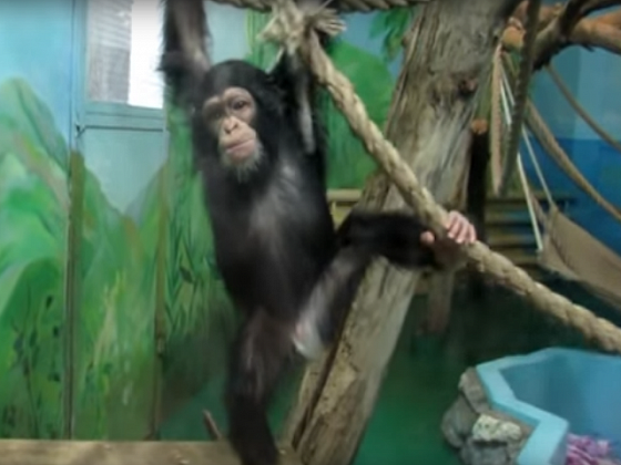 Контрабандные шимпанзе Филя и Люся освоились в новосибирском зоопарке (видео)