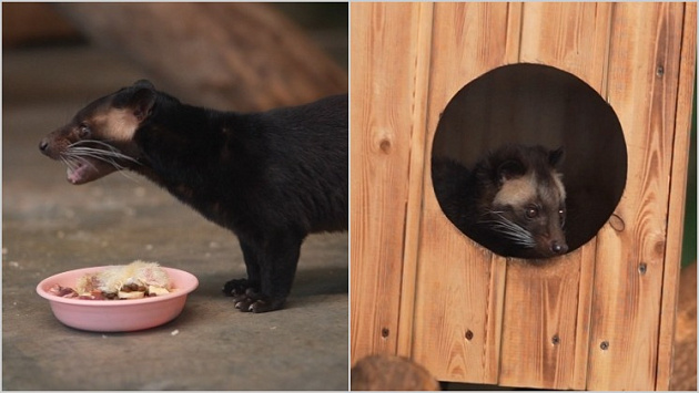 В новосибирском зоопарке впервые в России родились детёныши пальмовых циветт