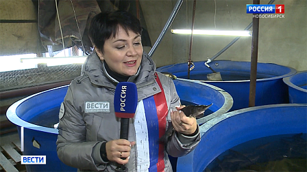 Краснокнижного осетра возвращают в Обь в Новосибирске