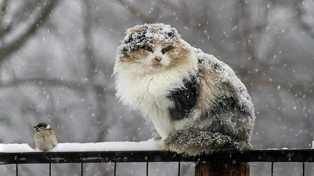 Жителей Новосибирска ожидают снежные и тёплые выходные 