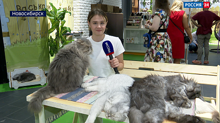 В Новосибирске открыли пункт спасения бездомных кошек