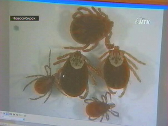 Вести "Здоровье" за 17.05.2012
