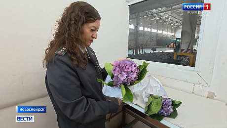 ВЕСТИ Новосибирск