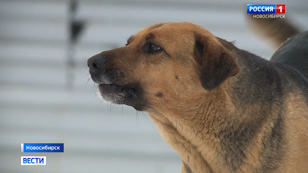 Число жалоб на агрессивных безнадзорных животных выросло в Новосибирске