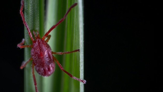 В Новосибирской области два человека погибли от укусов клещей