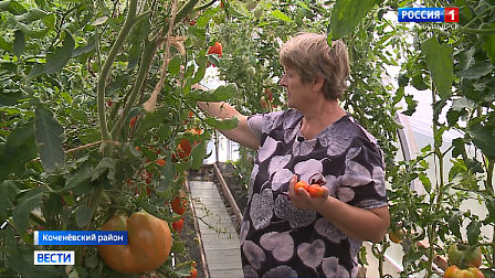 Садовод из Новосибирска собрала коллекцию из сотен сортов томатов