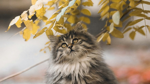 Похолодание и дождь придут в Новосибирскую область в первую рабочую неделю осени