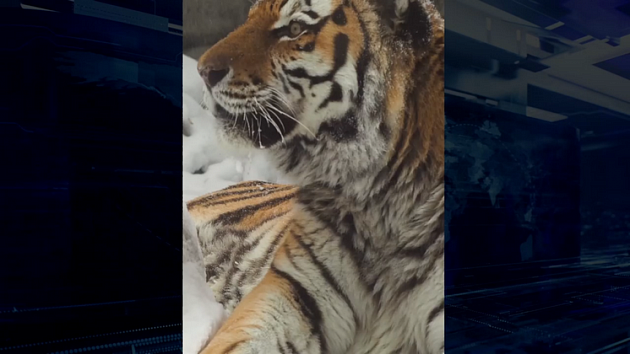 Новосибирцев порадовало видео с зевающим тигром в зоопарке