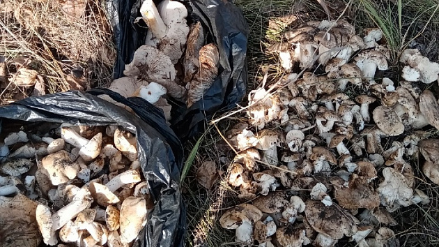 В октябре грибники собирают урожай подтопольников в новосибирских лесах