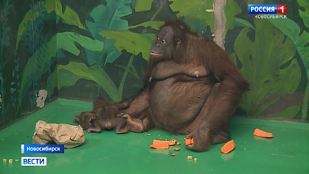 В Новосибирском зоопарке выбирают имя для дочки орангутанов Бату и Мишель