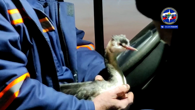 В Новосибирске сотрудники МАСС спасли птицу с повреждённым крылом